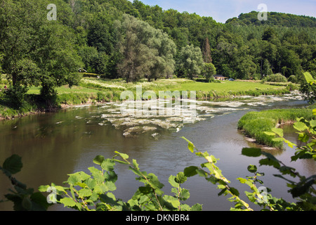 Été prairie à côté de la Semois Banque D'Images