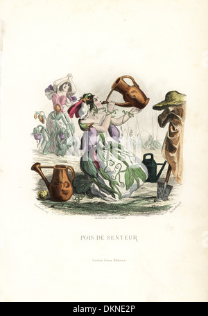 Pois de soif fleur fée eau potable d'un arrosoir. Banque D'Images