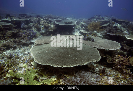 Table coral à Melissa's Garden site de plongée dans les îles Raja Ampat, Papouasie Occidentale Banque D'Images