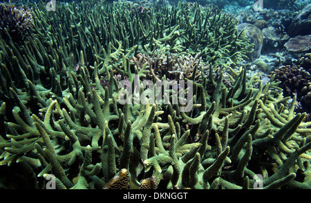 Jardin de corail à Raja Ampat, Papouasie Occidentale Banque D'Images