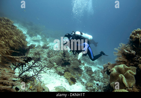 Scuba Diver explorer les récifs coralliens dans les îles Raja Ampat, Papouasie Occidentale Banque D'Images