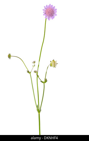 Succisa pratensis flower isolated on white background Banque D'Images