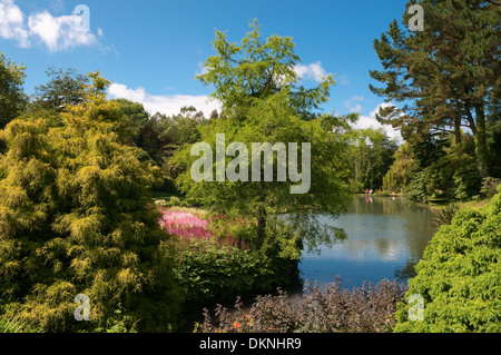 Étang de jardin dans la région de Marwood Hill Gardens dans le Devon UK. Banque D'Images