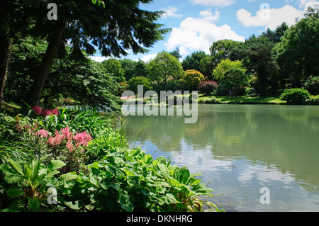 Étang de jardin dans la région de Marwood Hill Gardens dans le Devon UK. Banque D'Images