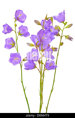 Campanula fleurs isolé sur fond blanc Banque D'Images