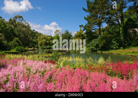 Collection nationale d'Astilbes à Marwood Hill Gardens, Devon, UK. Banque D'Images