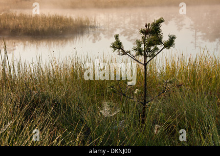 Petit arbre de pin et de toiles d'araignée près de l'étang dans un marais ou tourbières Banque D'Images