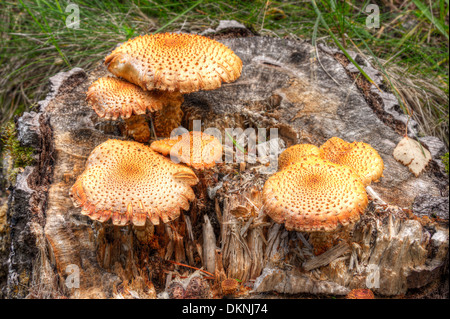 Plusieurs champignons jaune ou orange en croissance sur une souche d'arbre Banque D'Images