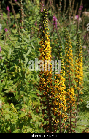 Molène, Verbascum nigrum sombre, Scrophulariaceae. Banque D'Images