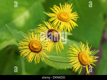 Grande aunée, Inula helenium, famille des Astéracées. Banque D'Images