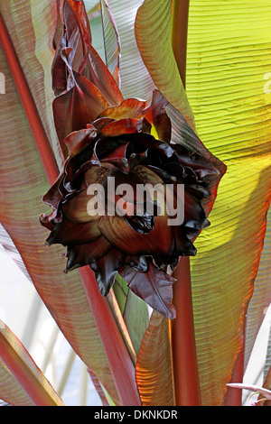 Fleur de la banane, de l'Éthiopie, fausse banane banane d'Abyssinie, ou Ensete, Ensete ventricosum 'Maurelii', Muscaceae. L'Afrique. Banque D'Images