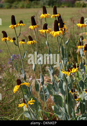 Great Coneflower, feuille de chou Coneflower, Rudbeckia maxima, de la famille des Astéracées. Banque D'Images