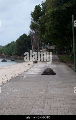 Tortois géant sur les Seychelles. L'île de La Digue. Banque D'Images