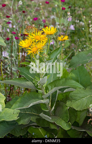 Scabwort, guérir, Marchalan Helenenkraut, la société Alant, Grande aunée, Inula helenium, Banque D'Images