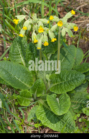 Coucou bleu, fleur clé, clé du ciel, conte de tasses, Echte Schlüsselblume, Wiesen-Schlüsselblume, Primel, Primula veris Banque D'Images