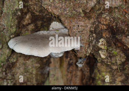 L'huître, Berindeter Seitling voilée, Beringter Eichen-Seitling Eichenseitling Seitling, Pleurotus dryinus,, Banque D'Images