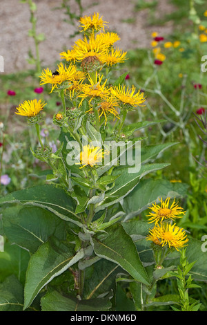 Scabwort, guérir, Marchalan Helenenkraut, la société Alant, Grande aunée, Inula helenium, Banque D'Images