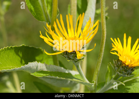 Scabwort, guérir, Marchalan Helenenkraut, la société Alant, Grande aunée, Inula helenium, Banque D'Images