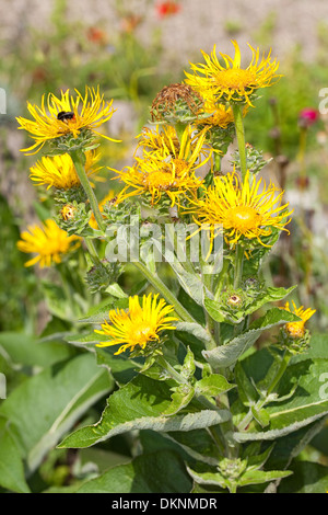 Scabwort, guérir, Marchalan Scabwort, Echter, guérir, Helenenkraut, Inula helenium, Grande Aunée Banque D'Images