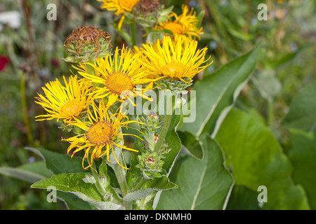 Scabwort, guérir, Marchalan Helenenkraut, la société Alant, Grande aunée, Inula helenium, Banque D'Images