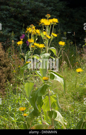 Scabwort, guérir, Marchalan Helenenkraut, la société Alant, Grande aunée, Inula helenium, Banque D'Images