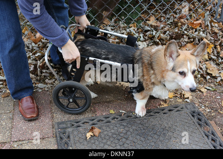Une femme ajuste sa mobilité Corgi chien panier. Banque D'Images