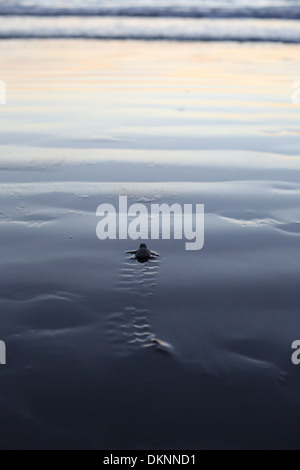 Un bébé tortue de mer à l'océan. Banque D'Images