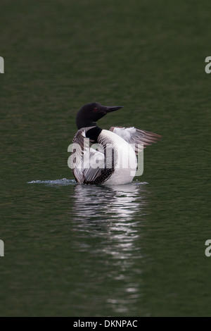 La Great Northern Diver (plongeon huard) Gavia immer Banque D'Images