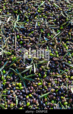 Fraîchement récolté les olives de l'arbre portant sur le terrain Banque D'Images