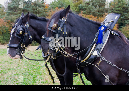 Shire chevaux au labour, Oxfordshire Banque D'Images