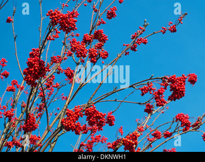 Sur les baies Rowan Tree ou mountain ash ( Sorbus Rosaceae) Sunderland, Angleterre du Nord-Est UK Banque D'Images