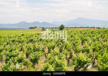 Vue sur vignes vers les montagnes lointaines près de Châteauneuf du Pape, France, Europe Banque D'Images