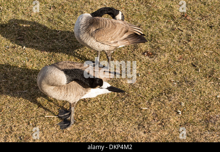 La Bernache du Canada ( Branta canadensis ) se lissant les plumes Banque D'Images