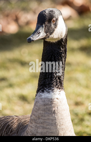 Bernache du Canada ( Branta canadensis ) Banque D'Images