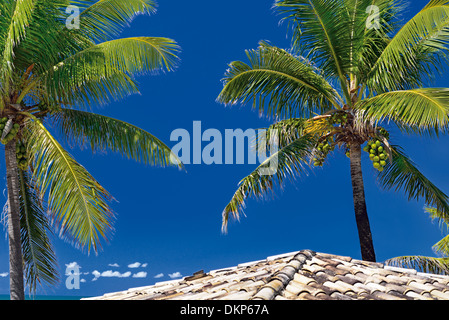 Brésil : Bahia, des cocotiers et de la toiture, chalet ancien d'Arembepe plage hippie Banque D'Images