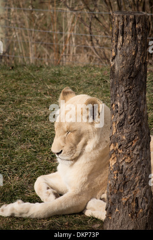 Panthera leo krugeri lionne blanche dormant dans bien à côté d'un arbre à Toronto Zoo Banque D'Images