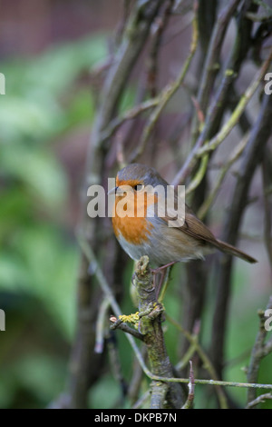 European Robin (Erithacus rubecula aux abords) des profils perché en bush Banque D'Images