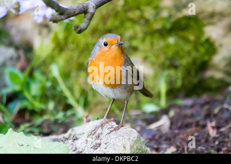 European Robin (Erithacus rubecula aux abords) des profils perché sur rock Banque D'Images