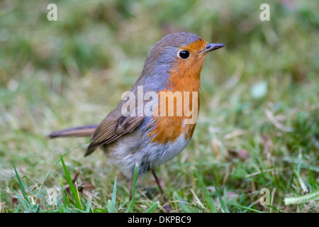 European Robin (Erithacus rubecula aux abords) adulte, se tenant sur le sol Banque D'Images