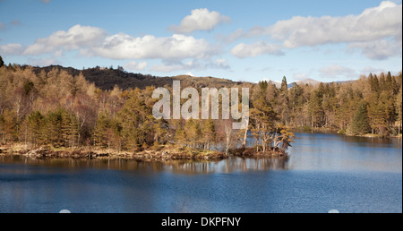 Les arbres qui poussent le long de rural lake Banque D'Images