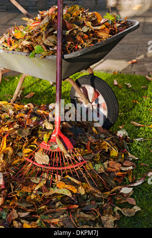 Gros plan ramasser la pile de feuilles tombées sur le gazon râtelage remplissant une brouette et râteau à l'automne Angleterre Royaume-Uni GB Grande-Bretagne Banque D'Images