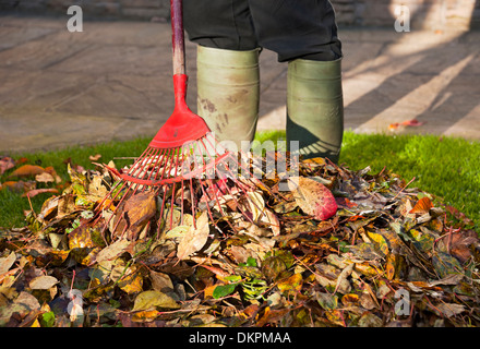 Gros plan de l'homme jardinier personne ramassant les feuilles mortes sur l'herbe de pelouse en automne Angleterre Royaume-Uni Grande-Bretagne Banque D'Images