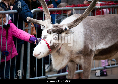Défilé de rennes à Windsor au moment de Noël 2013 Banque D'Images