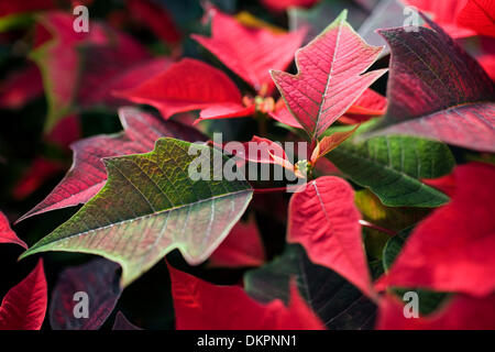 24 novembre 2009 - Redding, Californie, USA - Eli Worden, 19 eaux, poinsettias Mardi, une partie de ses tâches mensuelles au Collège de Shasta ferme. Les poinsettias sont une partie de la propagation des plantes et du programme seront vendus au cours des trois fins de semaine au profit du ministère de l'horticulture et les activités connexes..Nathan Morgan/enregistrement de projecteur. (Crédit Image : © Redding Record Searchlight/ZUMApr Banque D'Images