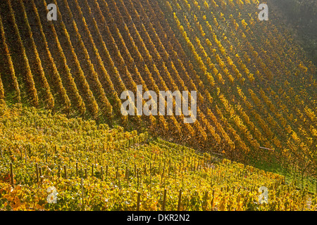 Culture Culture Ahrtal outhouse pente de montagne quitte l'Allemagne Eifel Europe automne couleurs d'automne paysage d'automne Banque D'Images