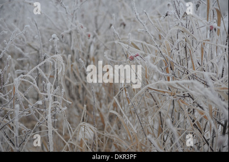 Dogrose couverts par le givre sur un jour froid Banque D'Images