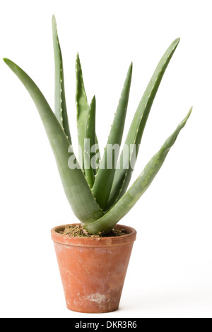 L'aloe vera en pot // L'Aloe vera en pot Banque D'Images