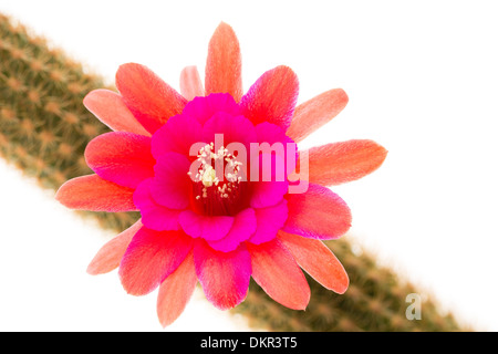 Hildewintera 'Amethyst' Banque D'Images