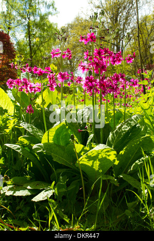 Candelabra primevère (Primula pulverulenta) floraison. Naturalisé dans un jardin boisé. Powys, Pays de Galles. Mai. Banque D'Images