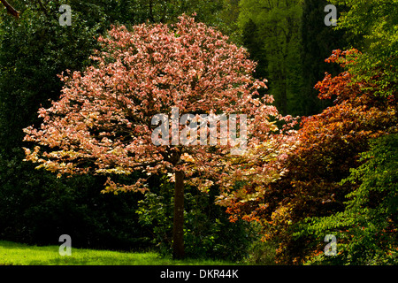 Variété cultivée d'érable sycomore (Acer pseudoplatanus) 'Brilliantissimum' avec le début du printemps le feuillage dans un jardin boisé. Banque D'Images